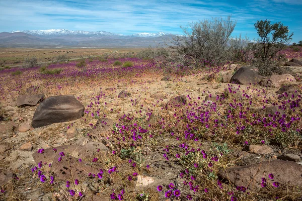 チリの花の砂漠｜アタカマ — ストック写真