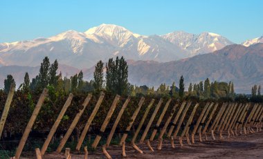 Early morning in the late autumn in the Argentine province of Mendoza clipart