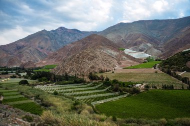 Üzüm bağları Elqui Vadisi'nin Atacama Çölü Andes parçası 