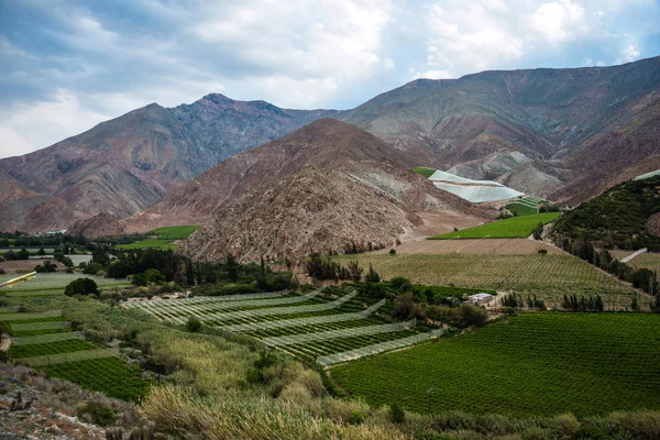 Wijngaarden van de Elqui-vallei, Andes deel van Atacama woestijn — Stockfoto