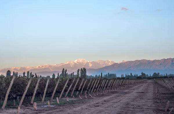 Por la mañana temprano en los viñedos. Volcán Aconcagua Cordillera —  Fotos de Stock