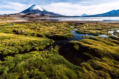 Lake Chungara, Şili yansıyan Parinacota volkan kar maskeli