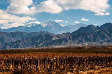 Volcano Aconcagua and Vineyard in the Argentine province of Mend clipart