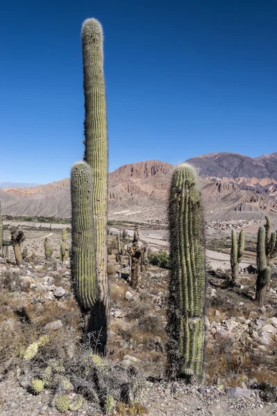 Colorful valley of Quebrada de Humahuaca, central Andes Altiplan — Stock Photo, Image