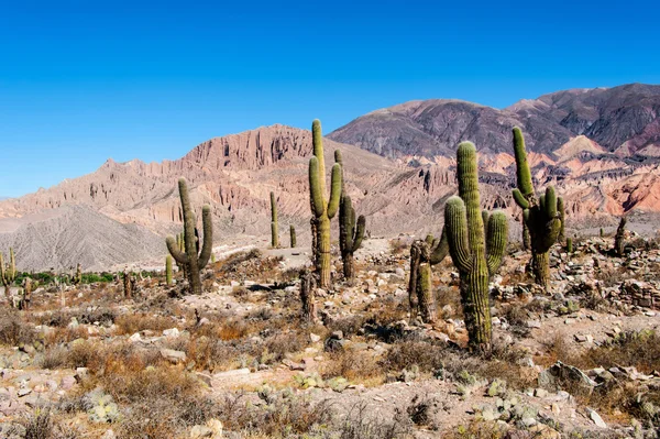 Kolorowe Dolina quebrada de humahuaca, Argentyna — Zdjęcie stockowe