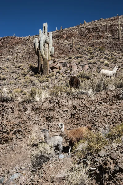 Pastviny u silnice, Quebrada de Humahuaca lamy — Stock fotografie