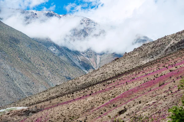 Bloeiende woestijn in de Chileense Atacama — Stockfoto