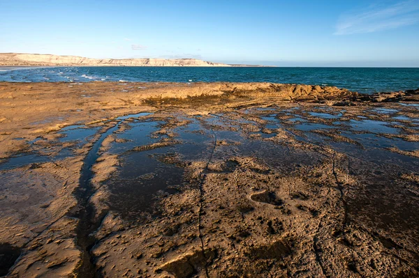 Patagônia Litoral, Península Valdes, Argentina — Fotografia de Stock