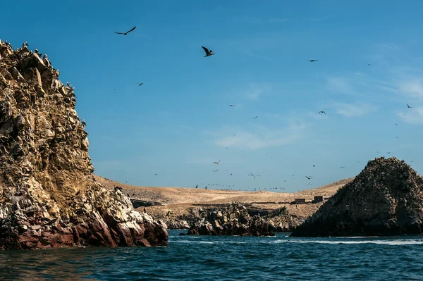 Isole Ballestas, Riserva Nazionale di Paracas. Perù — Foto Stock