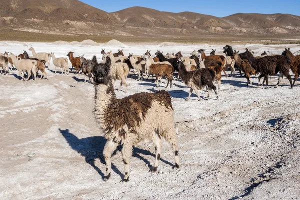 Salt lake - Salar de Uyuni in Bolivia — Stock Photo, Image