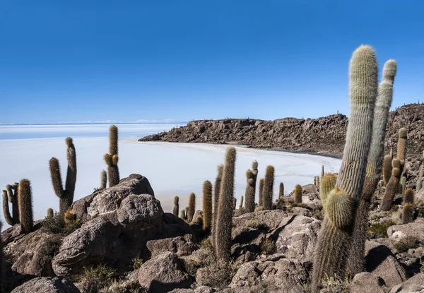 Isla de Pescadores, Salt lake Uyuni in Bolivia — Stock Photo, Image