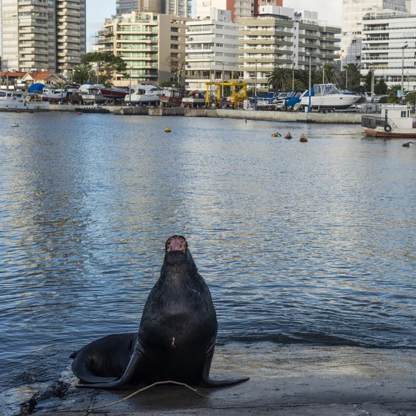 Seal lying in front of the yacht club in Punta del Este — Stock Photo, Image