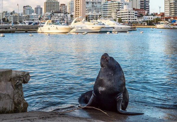 Seal előtt a yacht club Punta del este városában fekvő — Stock Fotó