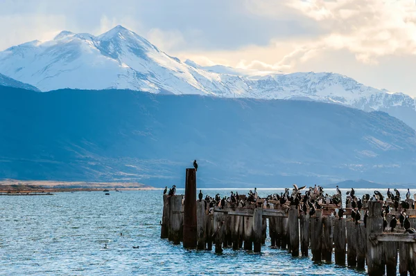 Königskormoranenkolonie, altes Dock, Puerto Natales, Chili — Stockfoto