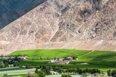 Vineyards of Elqui Valley, Andes part of Atacama Desert in the C clipart