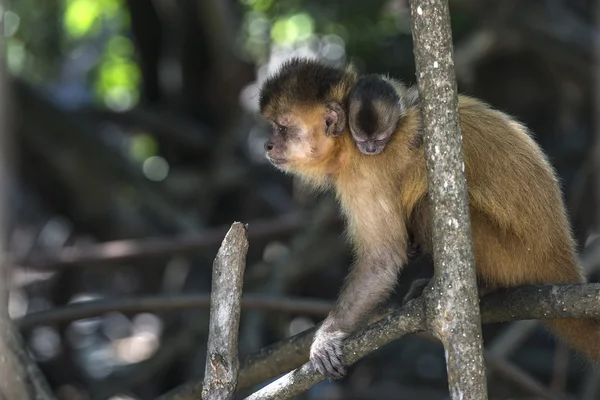 Female capuchin monkey with a baby on her back, Atins, Maranhao — Stock Photo, Image