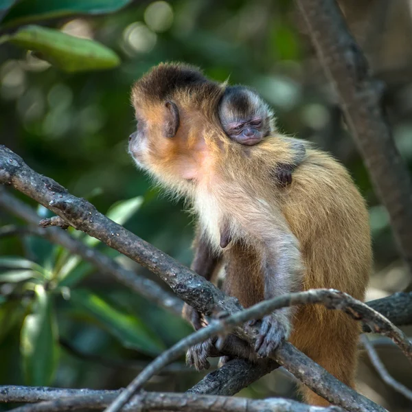 Female capuchin monkey with a baby on her back, Atins, Maranhao — Stock Photo, Image
