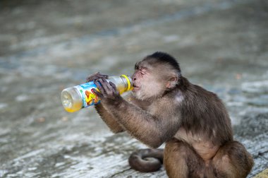 Capuchin maymunu kentsel koloni Misahualli, Ekvador üzerinden