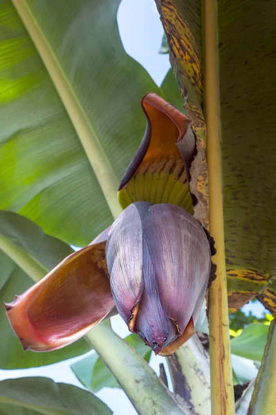 Банановый цветок на дереве, Эквадор — стоковое фото