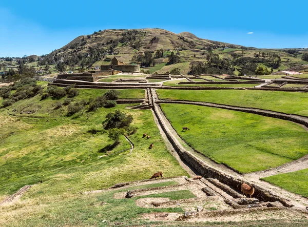 Muro e città ingapirca, le più grandi rovine Inca conosciute in Ecuador — Foto Stock