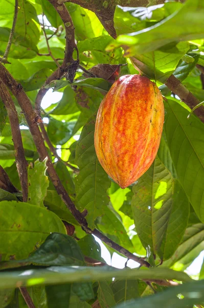 Kakaoplante med frukt – stockfoto