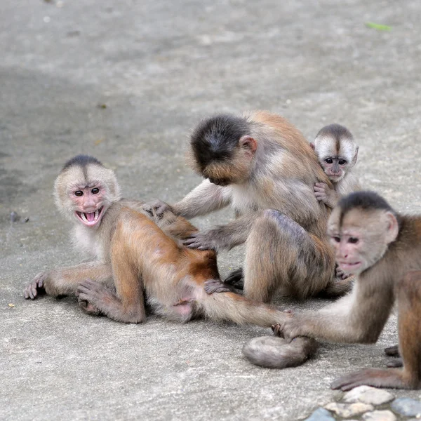 Happy family (w koncepcji małpy) w misahualli, amazonia — Zdjęcie stockowe