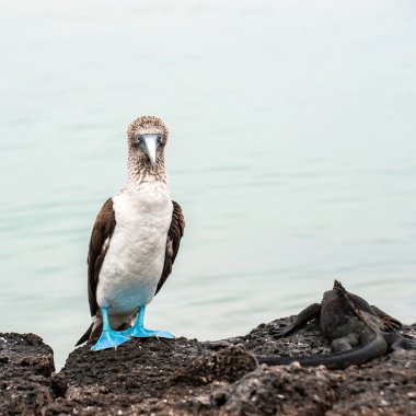 Mavi ayaklı boobie ve deniz iguana. Galapagos, ecuador