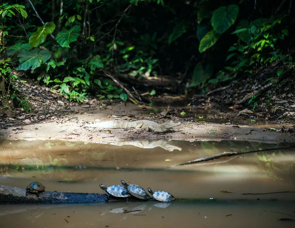 Wilde kaaimannen en schildpadden in Ecuador Amazonia, Misahualli — Stockfoto