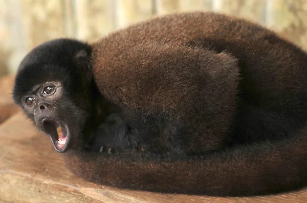 Wooly monkey being maintained in captivity, Ecuador — Stock Photo, Image