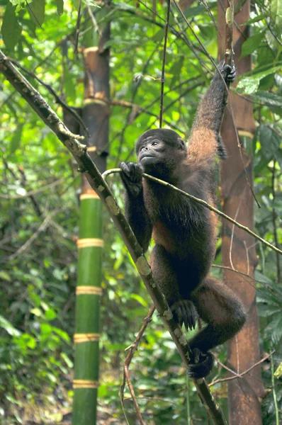 Wooly Monkey in the Amazonia of Ecuador — Stock Photo, Image