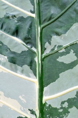 yaprak doğa arka plan