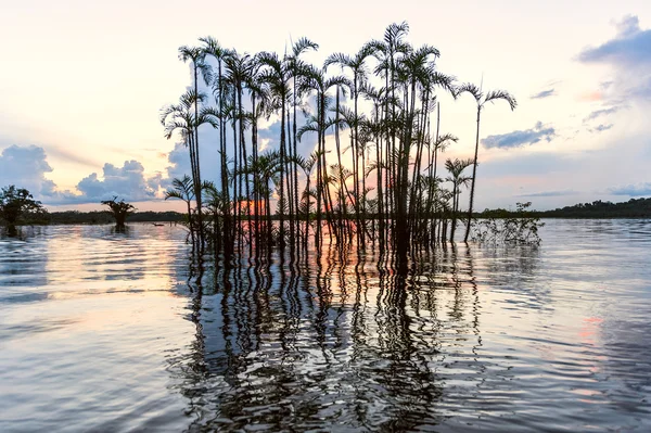 Forêt amazonienne. Laguna Grande, parc national Cuyabeno. Écu — Photo