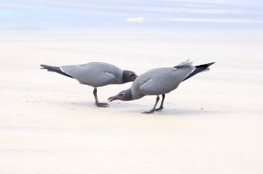 lav martı (leucophaeus fuliginosus), Isabela Adası, galapagos