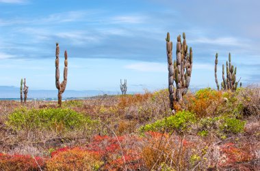güzel galapagos peyzaj, Isabela Adası