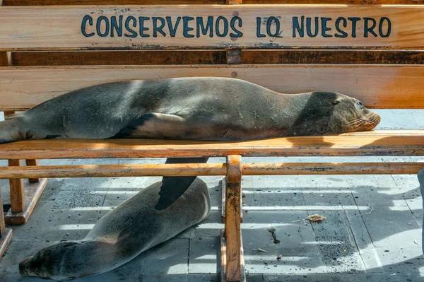 Sea lion taking a nap on a bench, San Cristobal Island, Galapago — Stock Photo, Image