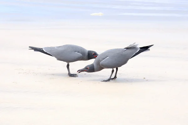 Gaivotas de lava (Leucophaeus fuliginosus), Ilha Isabela, Galápagos — Fotografia de Stock