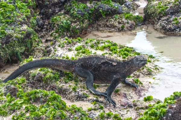 Walking Galapagos Marine Iguanas. Galapagos — Stock Photo, Image