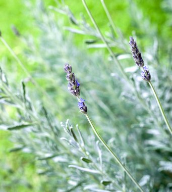 kısa bir süre önce bloom lavanta dal