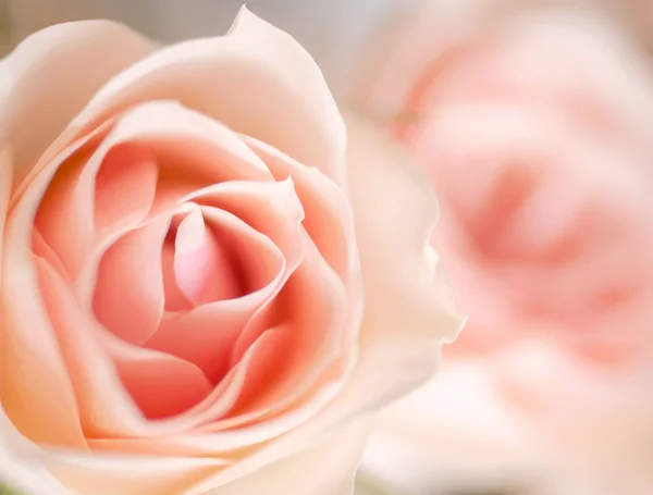 Beautiful blooming roses — Stock Photo, Image