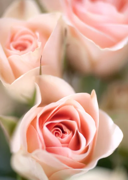 Beautiful garden blooming roses — Stock Photo, Image