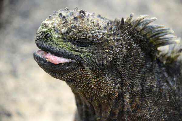 Galapagos Marine Iguana