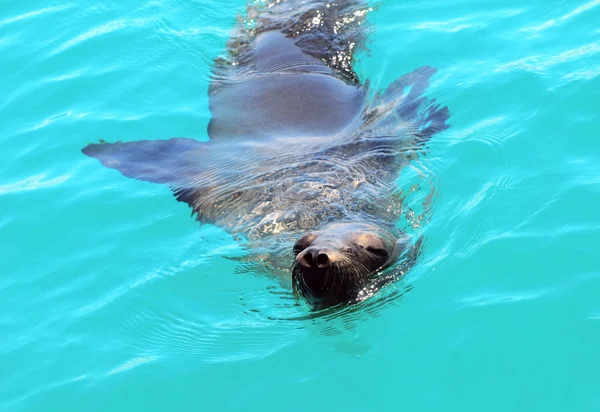 Deniz aslanı, galapagos — Stok fotoğraf