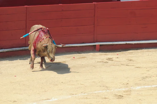 Fighting Bull in the bullring — Stock Photo, Image