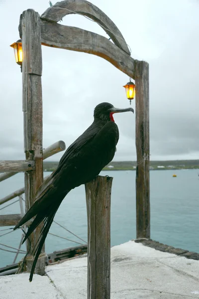 Frigate bird, Santa Cruz, Galápagos — Fotografia de Stock