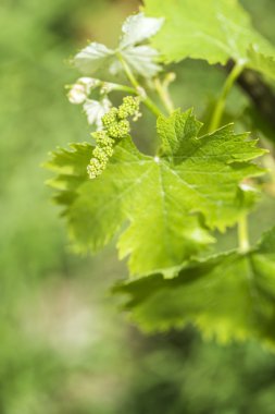 Grapevine bir üzüm meyve çiçek dönüşmesi