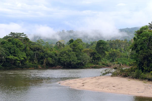 Amazon, Vista da floresta tropical, Equador — Fotografia de Stock