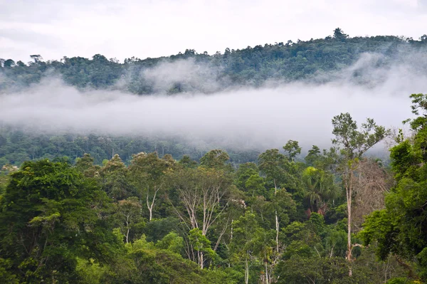 Amazonas, Blick auf den tropischen Regenwald, Ecuador — Stockfoto