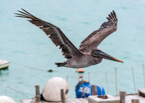 Pelícano sobrevolando la bahía de Santa Cruz, Galápagos — Foto de Stock