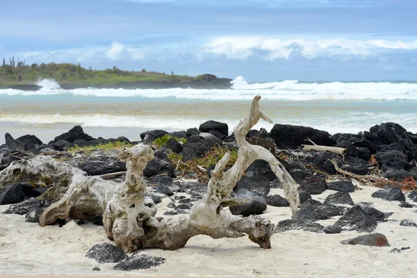 Tortuga Bay, Santa Cruz, Galapagos, Ecuador — Stock Fotó