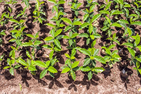 Organic Coffee trees for sale, Ecuador — Stock Photo, Image